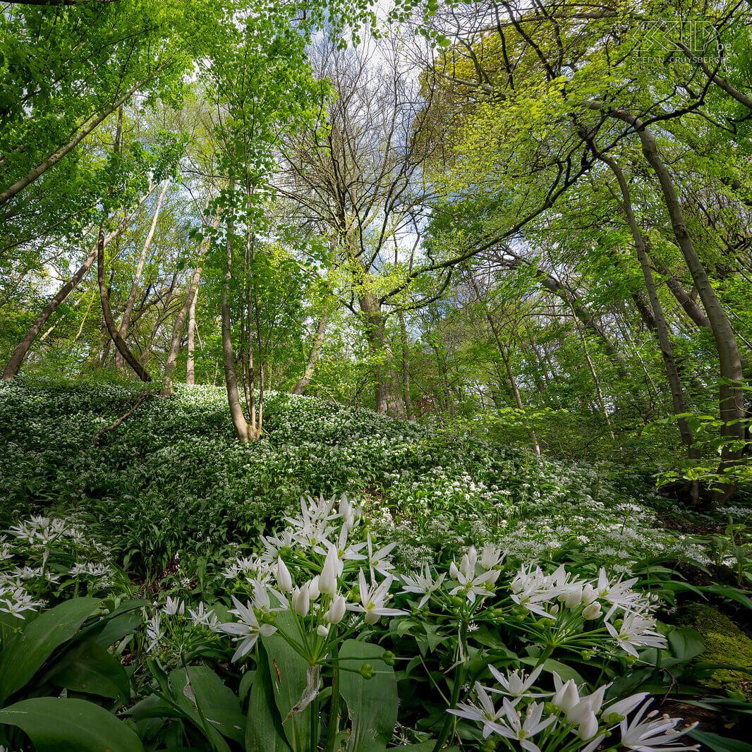 Spring bloomers - Wild garlic in Bois de Laurensart  Stefan Cruysberghs